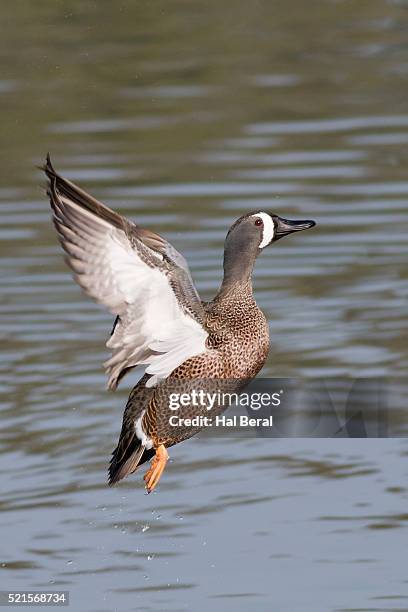 blue-winged teal duck drake taking off - teal anas discors birds stock pictures, royalty-free photos & images