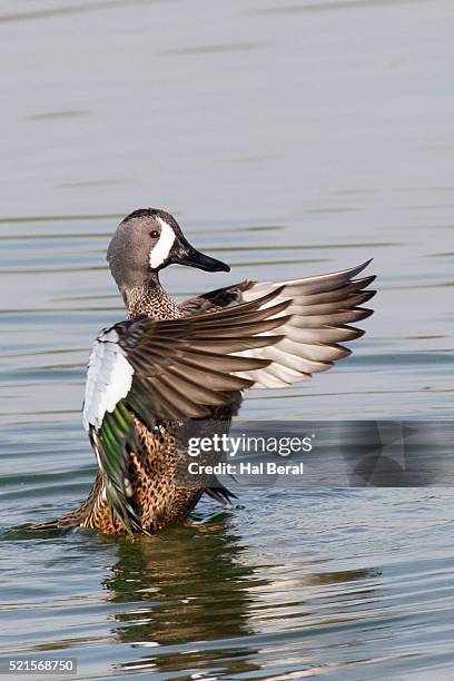 blue-winged teal duck drake flapping it's wings - blue winged teal stock pictures, royalty-free photos & images