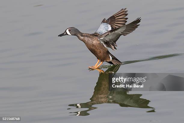 blue-winged teal duck drake skids to a stop - teal anas discors birds stock pictures, royalty-free photos & images