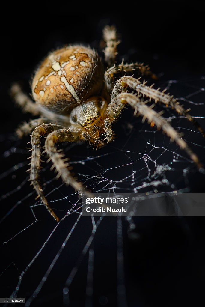 House spider (cross spider) staring from web