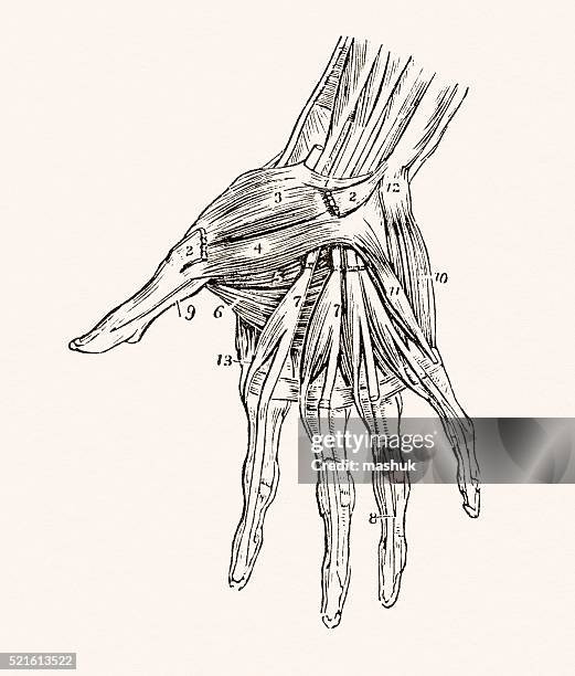 muscles of the hand 19 century medical illustration - human arm anatomy stock illustrations