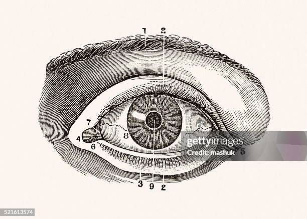 human eye 19 century medical illustration - anatomical model stock illustrations