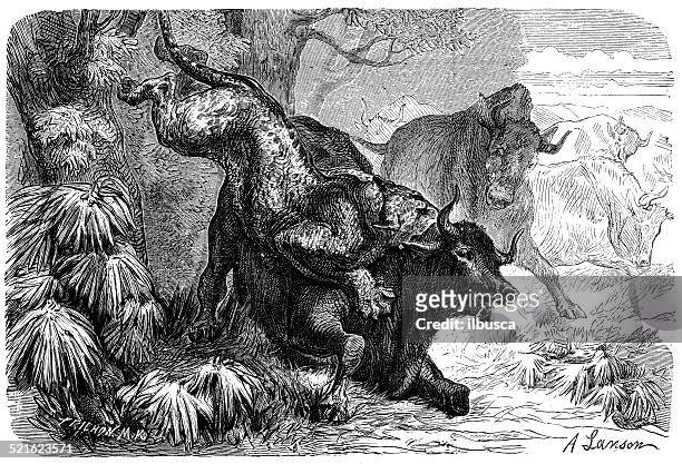 antique illustration of panther attacking cattle - black leopard stock illustrations