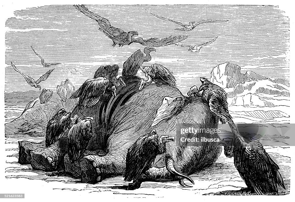 Antique Illustration Of Vultures Eating Dead Elephant High-Res Vector  Graphic - Getty Images