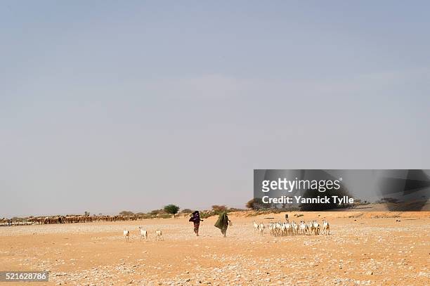 dry riverbed in puntland, somalia - water shortage stock pictures, royalty-free photos & images