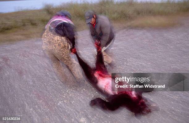 hunters dragging dead bear - kobuk valley national park stock pictures, royalty-free photos & images
