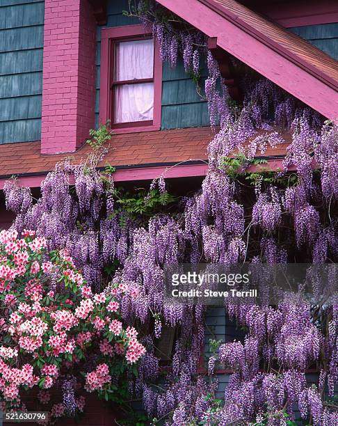 flowering wisteria and rhododendron gracing a house - 藤 ストックフォトと画像