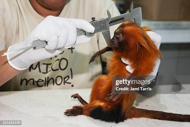 a tranquilized golden lion tamarin is inspected, weighed, and measured in the lab by a research biol - biologist stock pictures, royalty-free photos & images