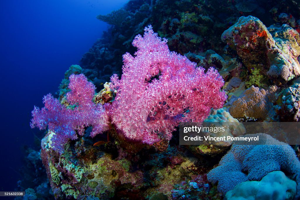 Alcyonarian soft coral