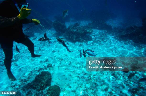 underwater fisherman with net of fish - fiji fishing stock pictures, royalty-free photos & images