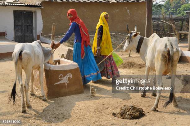 84,792 Animal Village Photos and Premium High Res Pictures - Getty Images 84,792 Animal Village Photos and Premium High Res Pictures - Getty Images