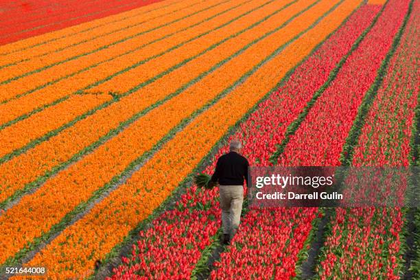 working the tulips fields in the netherlands - flower field photos et images de collection
