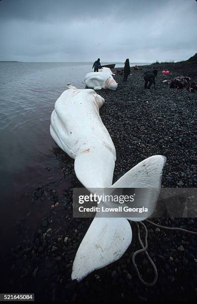 dead beluga whales on shore - pesca de baleia - fotografias e filmes do acervo