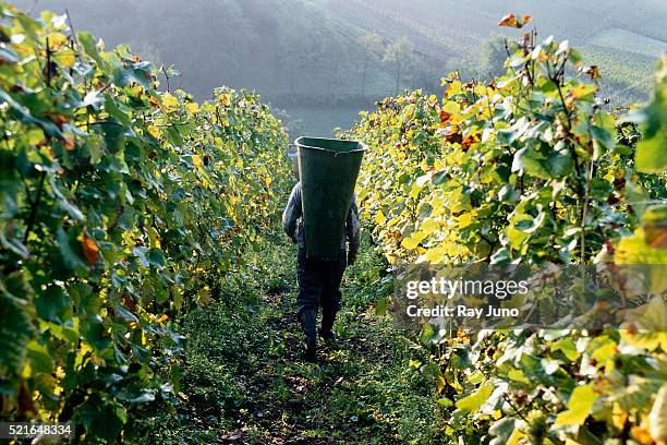 harvesting wine grapes near moselle river - river mosel stock pictures, royalty-free photos & images