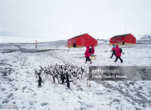 adelie penguins outside argentina research station in antarctica - place of research stock pictures, royalty-free photos & images