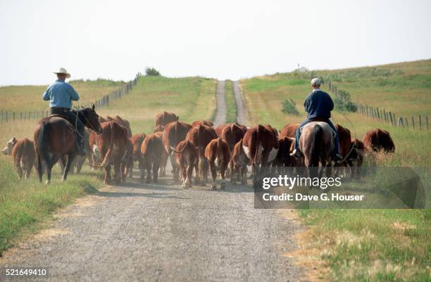 cowboys on a cattle drive - cattle herd stock pictures, royalty-free photos & images