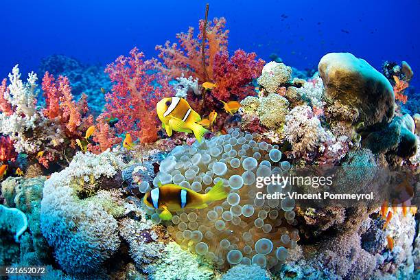 clown fish-amphiprion bicinctus - sea anemones and corals stock pictures, royalty-free photos & images