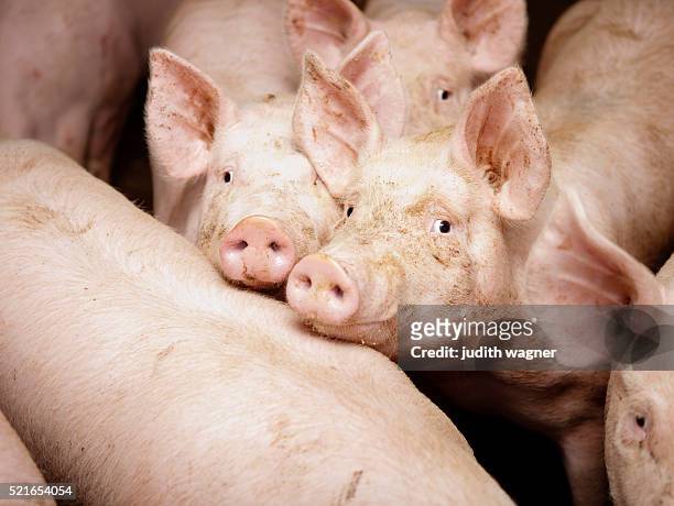 pigs - nutztier stock-fotos und bilder