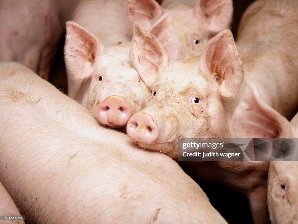 Pigs