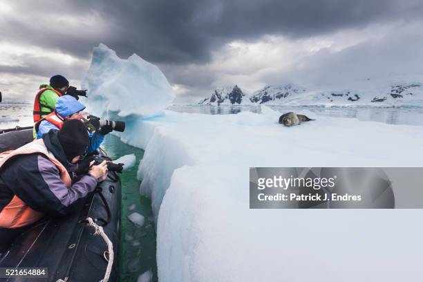 photographers and leopard seal - leopard seal stock-fotos und bilder