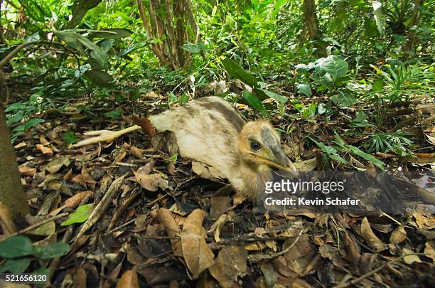 southern cassowary chick in queensland - casoar photos et images de collection