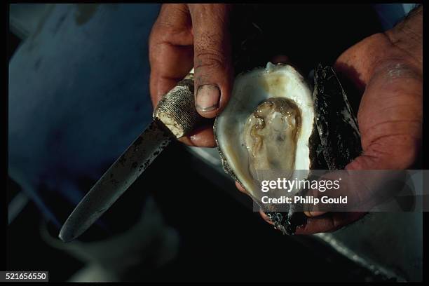 oyster on the half shell - gulf coast states stock pictures, royalty-free photos & images