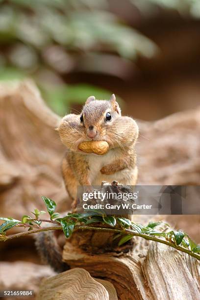 eastern american chipmunk - avidité photos et images de collection