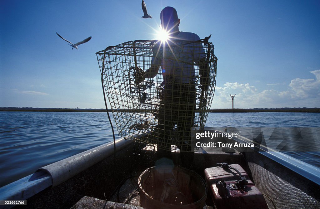 Crabber Holding Trap in South Carolina