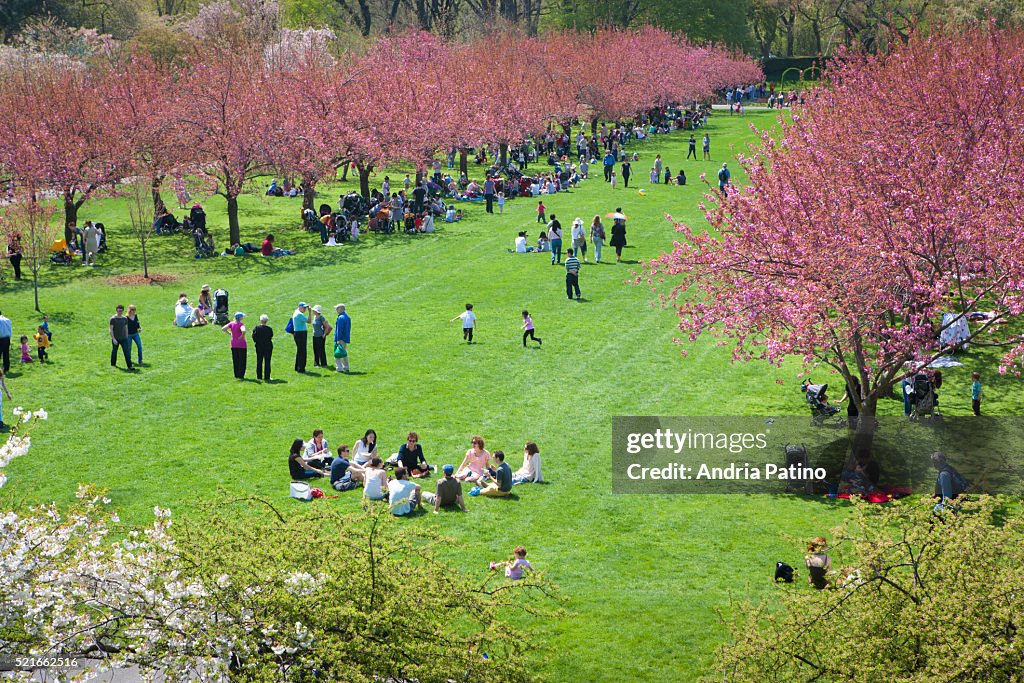 Brooklyn Botanical Garden