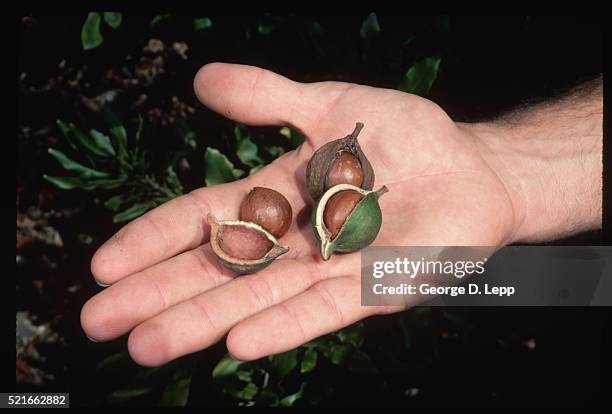 macadamia nuts on hand - macadamia stock pictures, royalty-free photos & images