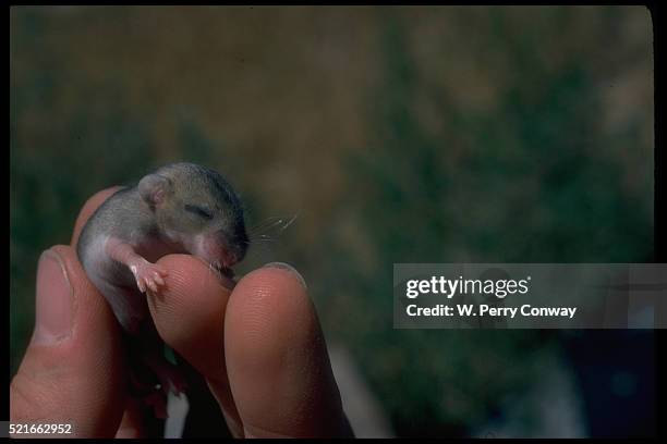 infant deer mouse - white footed mouse stockfoto's en -beelden