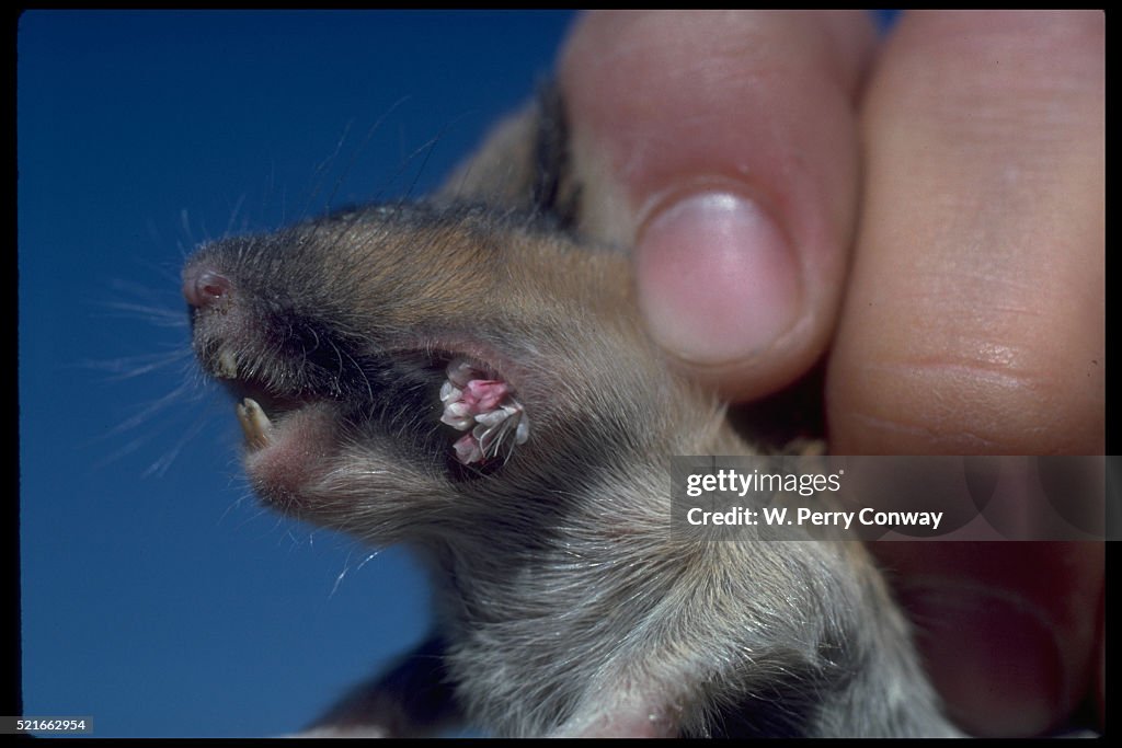 Cheek Pouch of Pocket Gopher