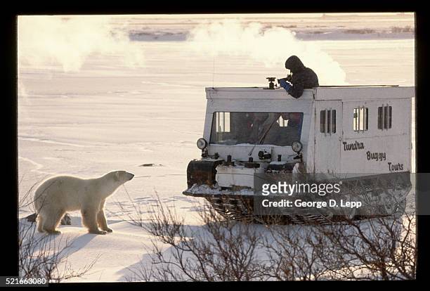 polar bear watching tundra buggy - tundra buggy bildbanksfoton och bilder