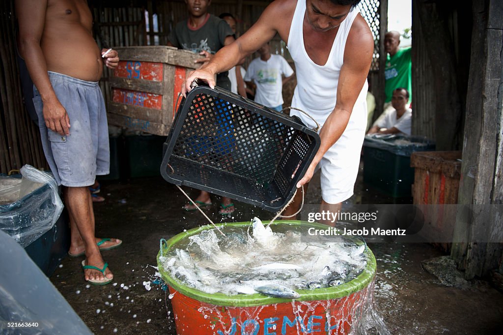 Sorting fish catch