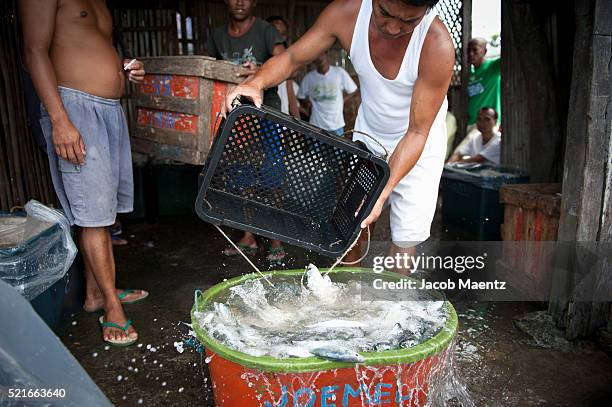 369 Jacob Fish Stock Photos, High-Res Pictures, and Images - Getty Images