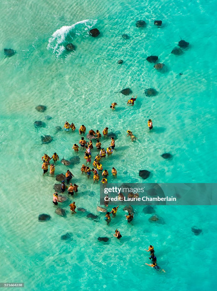 Tourists Interacting with Stringrays at Stingray City