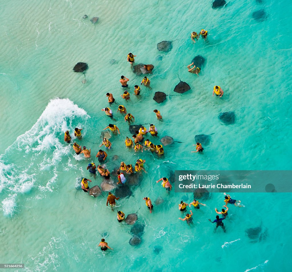 Tourists Interacting with Stringrays at Stingray City