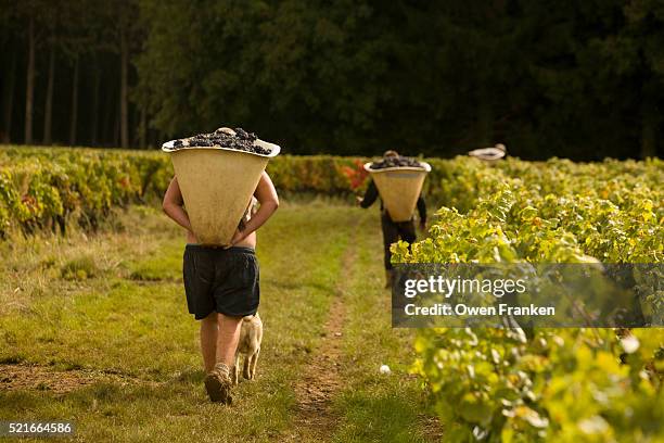 harvesters carrying pinot noir grapes for domaine comte senard winery - ブル��ゴーニュ　harvest wine ストックフォトと画像