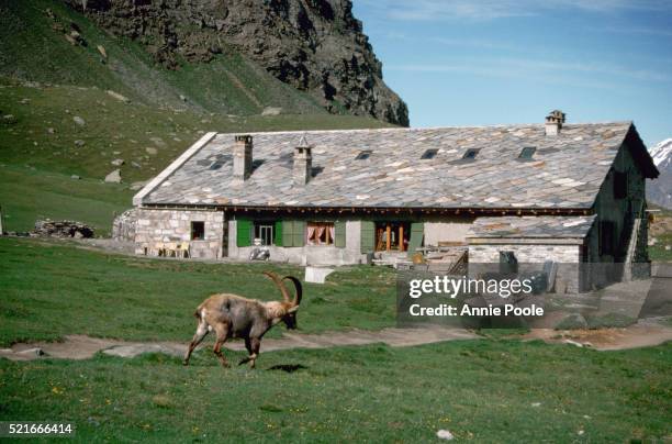 ibex near rifugio in gran paradiso national park - parco nazionale del gran paradiso bildbanksfoton och bilder