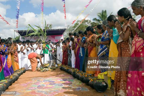 pongal, kinathukkadavu near coimbatore, tamil nadu, india - pongal stockfoto's en -beelden