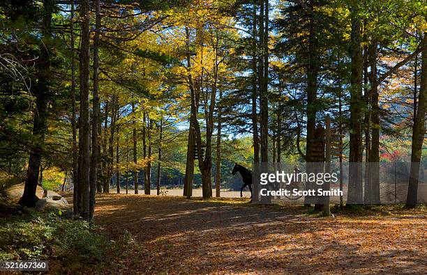 acadia national park. maine. usa. horse & cart on historic carriage trail in autumn. mt. desert island. - acadia national park stock pictures, royalty-free photos & images