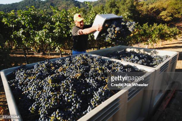 Actor/director Doug Barr, owner of the 2480 winery harvests cabernet sauvignon grapes in hillside vineyards above St. Helena in the Napa Valley of...