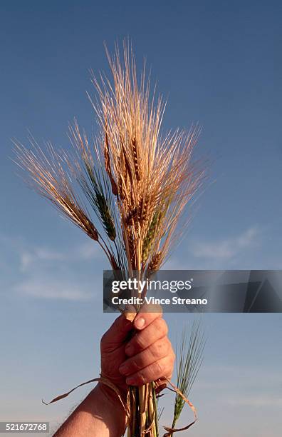 hands holding barley seedheads - barleys bildbanksfoton och bilder