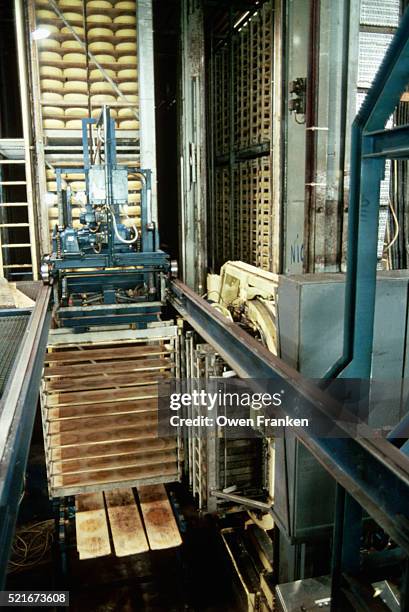 racks of gouda cheese rounds - cheese production in netherlands foto e immagini stock