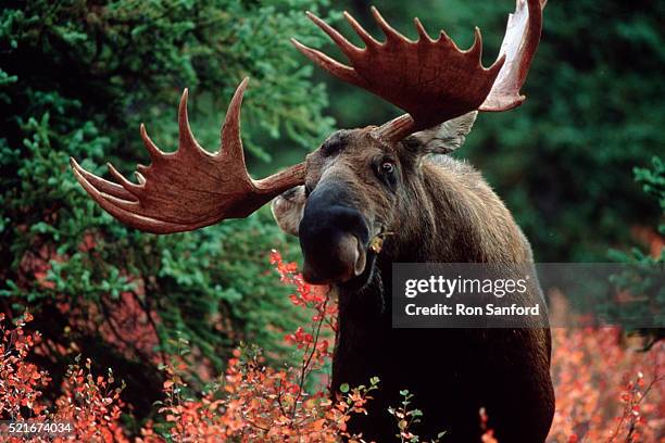 moose eating from plant - elk fotografías e imágenes de stock