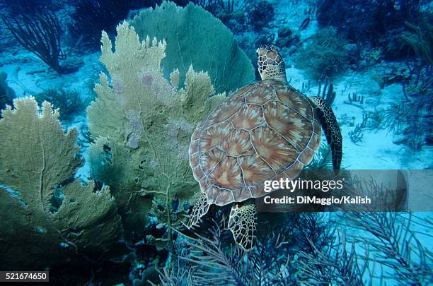 hawksbill turtle - hawksbill turtle stock pictures, royalty-free photos & images