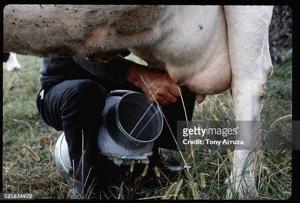 milking cow by hand - azores people stock pictures, royalty-free photos & images