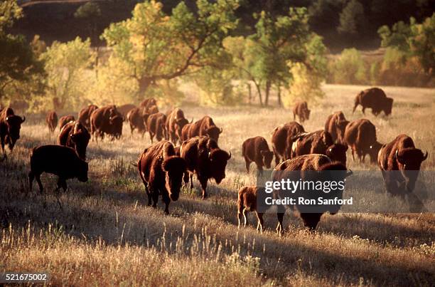 migrating bison herd - custer state park, sd - custer state park stock pictures, royalty-free photos & images