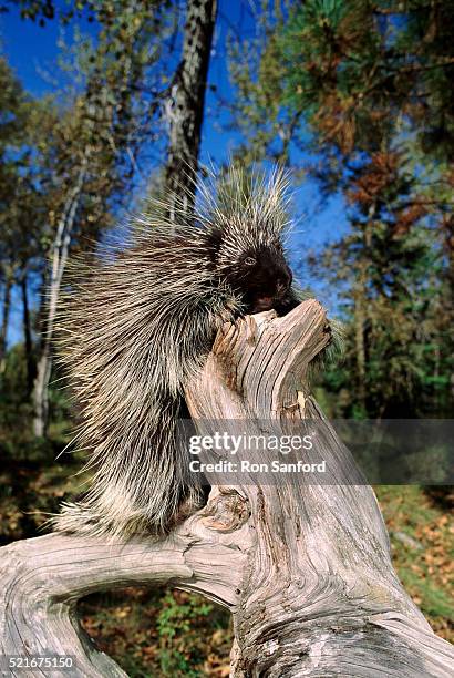 porcupine - montana - porcupine stockfoto's en -beelden