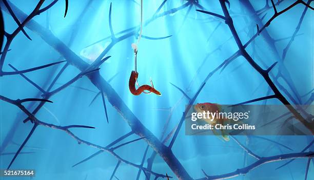 goldfish enticement - fishing hook underwater stock pictures, royalty-free photos & images